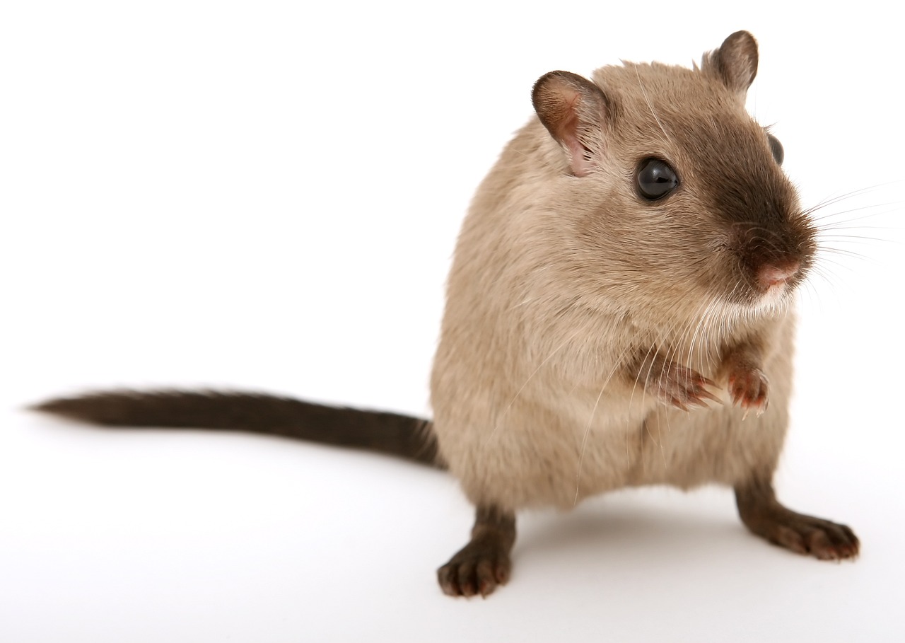 Råttor i källaren – Information till hyresgäster